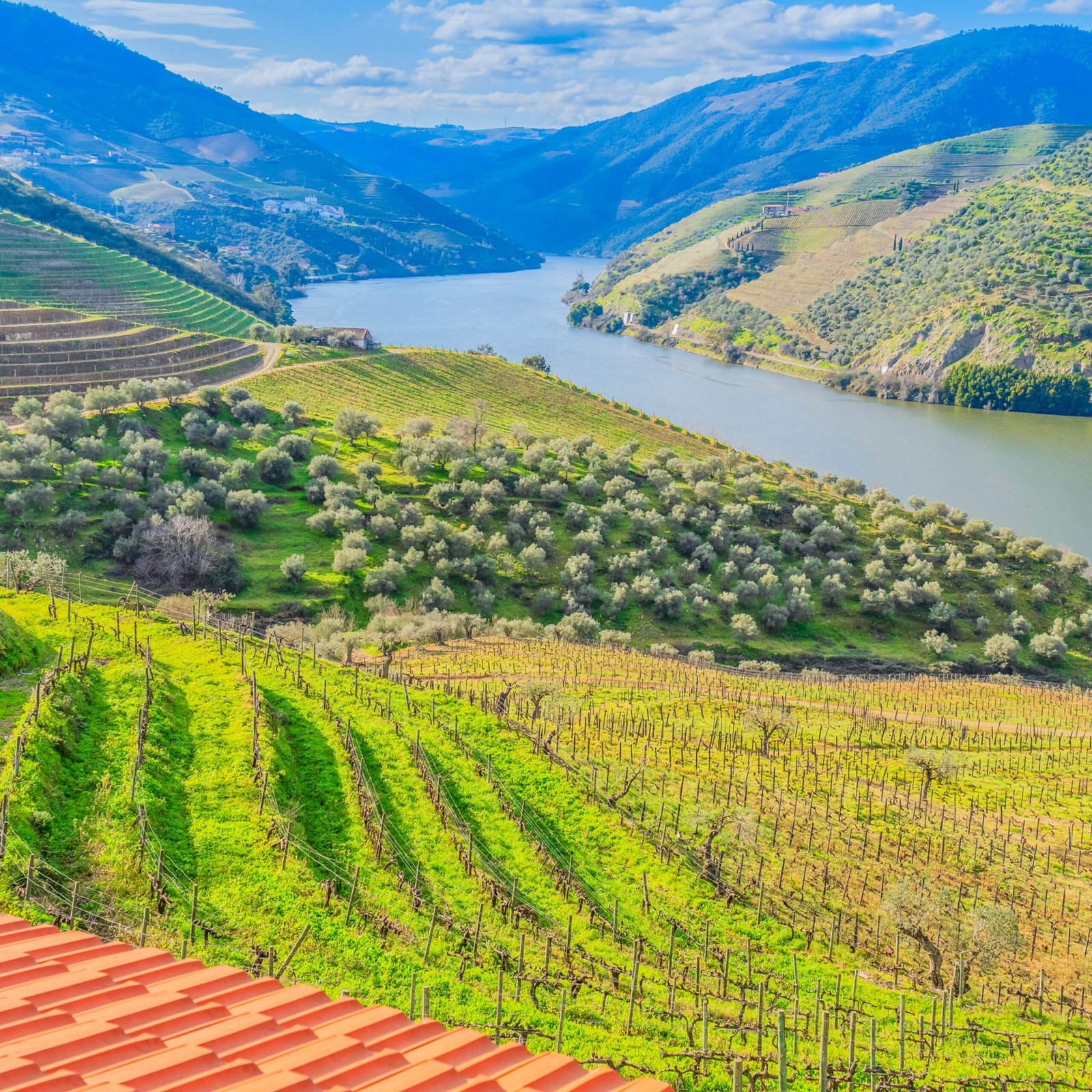 View of the Douro river from a vineyard.